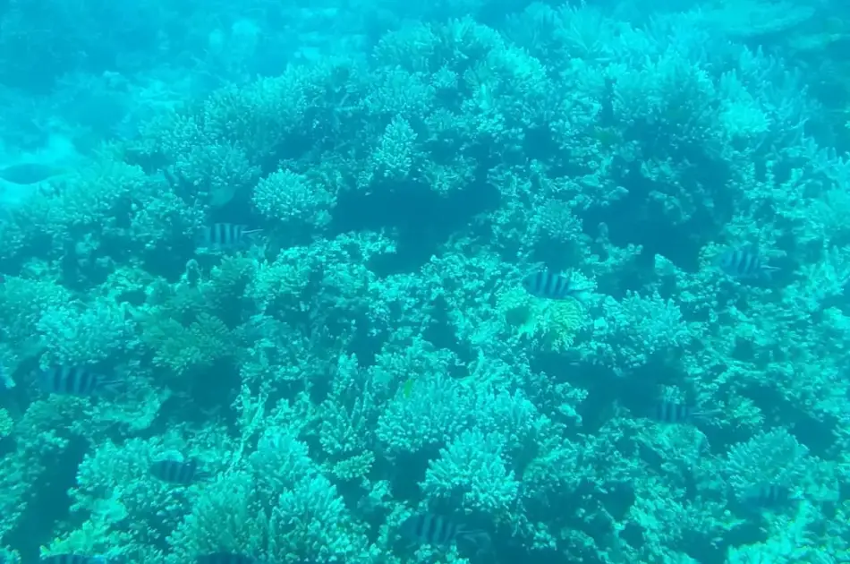 Hurghada Semi-Submarine Trip