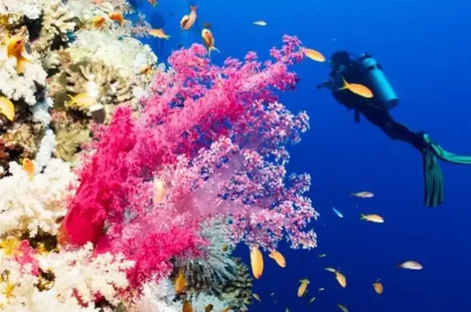 Hurghada Semi-Submarine Trip