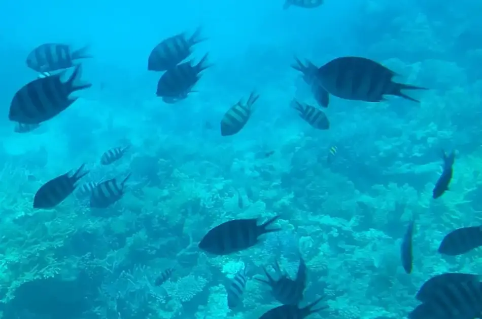 Hurghada Semi-Submarine Trip