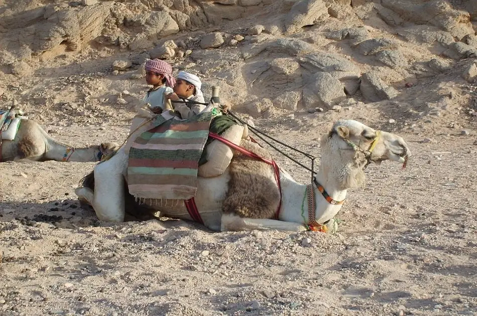 Morning Car Buggy Safari Hurghada