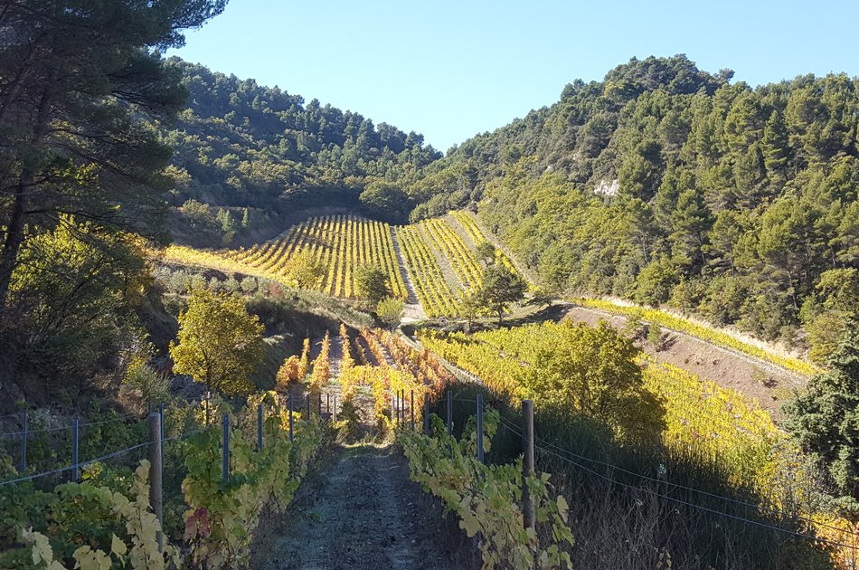 The Great Cotes Du Rhone Small Group Private Wine Tour from Avignon