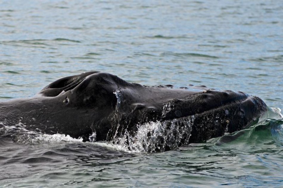 Best Whales & Puffins Tour From Reykjavik