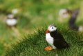 Best Whales & Puffins Tour From Reykjavik