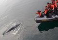 Best Whales & Puffins Tour From Reykjavik