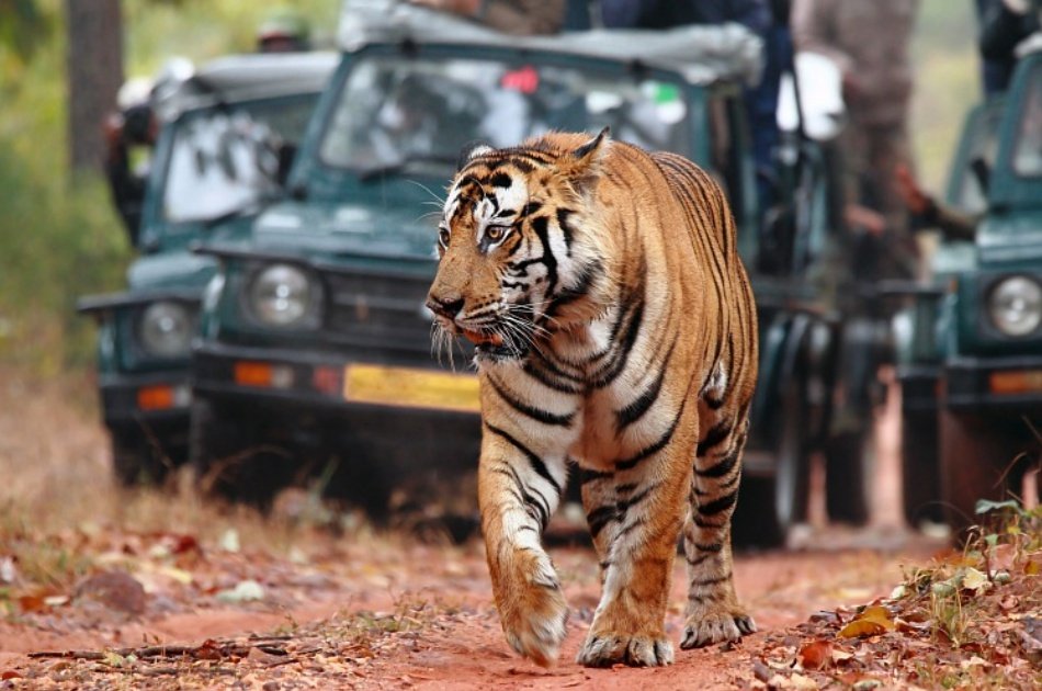 07-Days Golden Triangle Private Tour and Ranthambore Wildlife Safari from Delhi