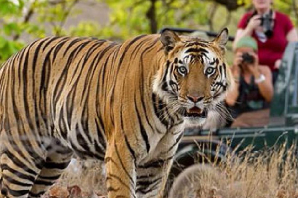 07-Days Golden Triangle Private Tour and Ranthambore Wildlife Safari from Delhi