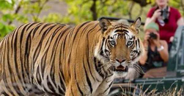 07-Days Golden Triangle Private Tour and Ranthambore Wildlife Safari from Delhi