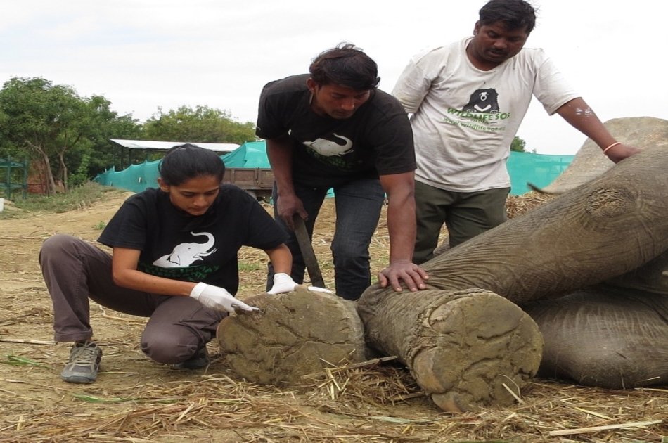 2 Days Taj Mahal, Elephant and Bear Rescue Centre Private Tour From Delhi