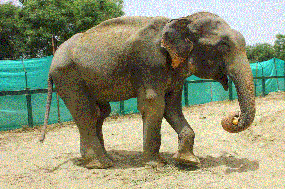 2 Days Taj Mahal, Elephant and Bear Rescue Centre Private Tour From Delhi