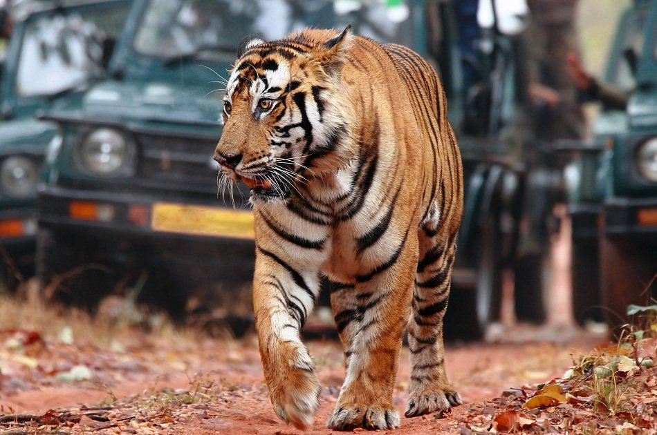 7 Day Golden Triangle Tour with Ranthambore National Park from Delhi