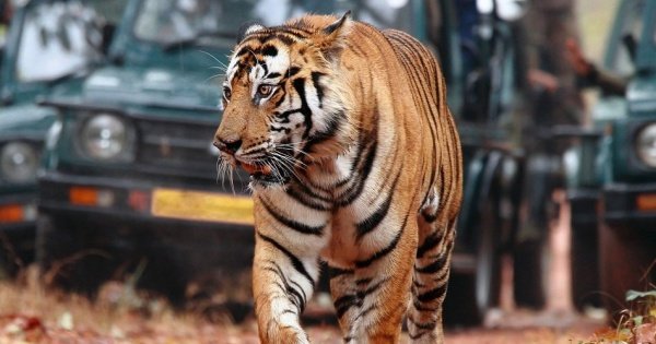 7 Day Golden Triangle Tour with Ranthambore National Park from Delhi