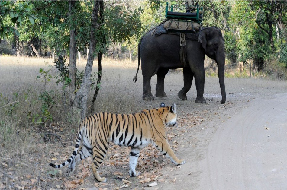Adventures for 12 Days on India Safari And Beyond Tour