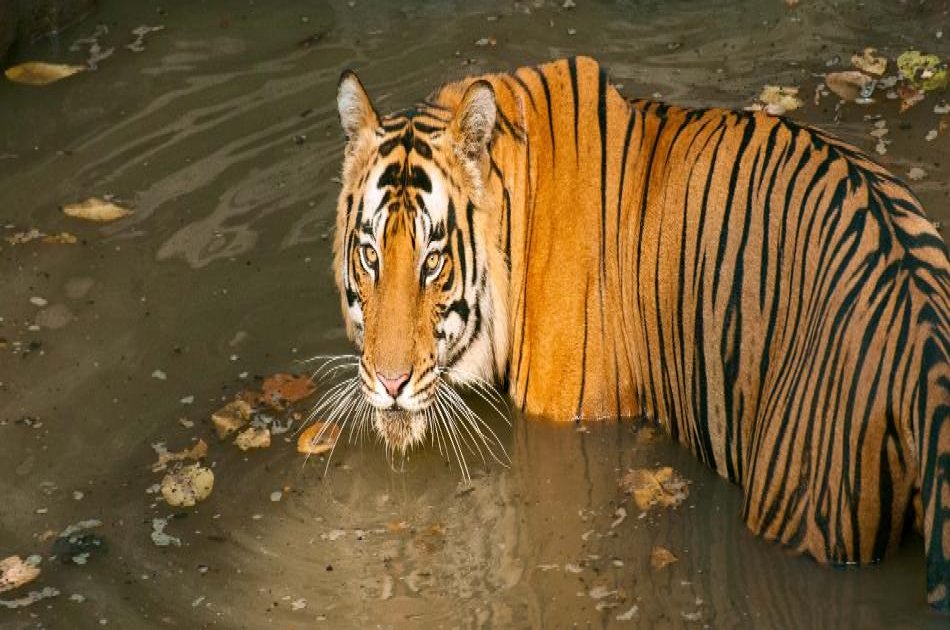 Adventures for 12 Days on India Safari And Beyond Tour