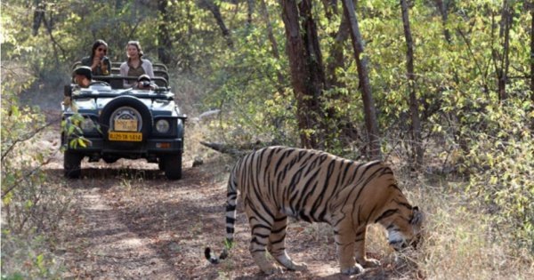 Adventures for 12 Days on India Safari And Beyond Tour