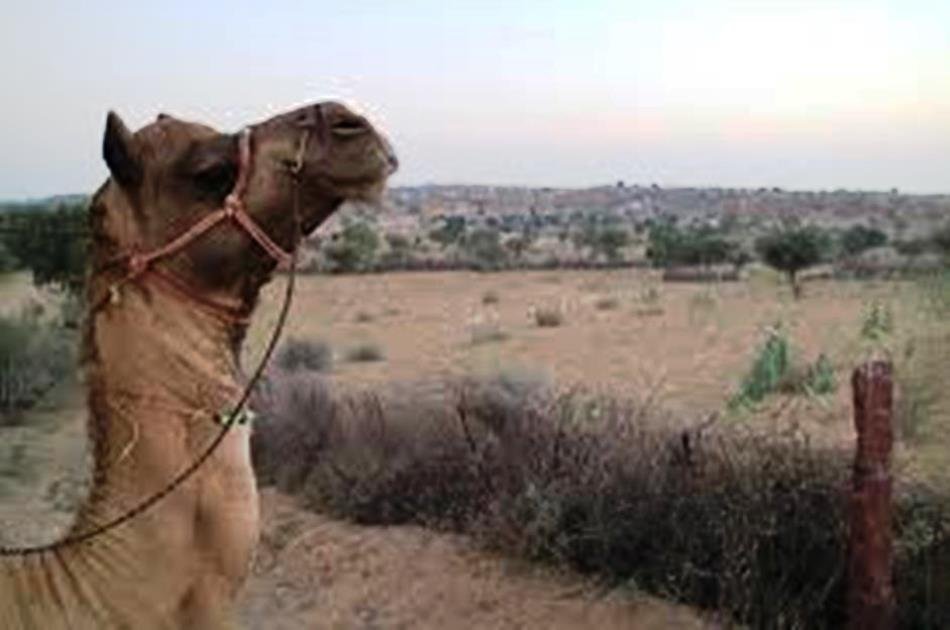 Camel Safari Day Tour In Jodhpur