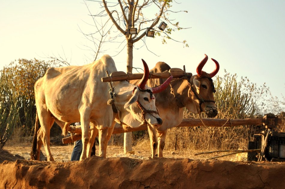 Ekling ji & Nagda Temple with Village Experience...from Udaipur