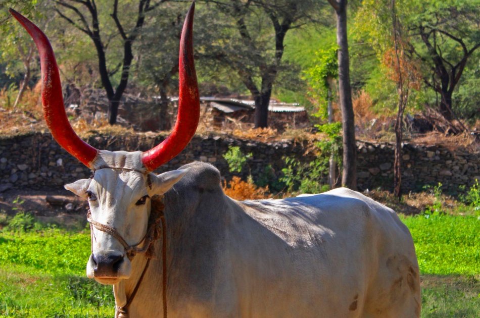 Ekling ji & Nagda Temple with Village Experience...from Udaipur