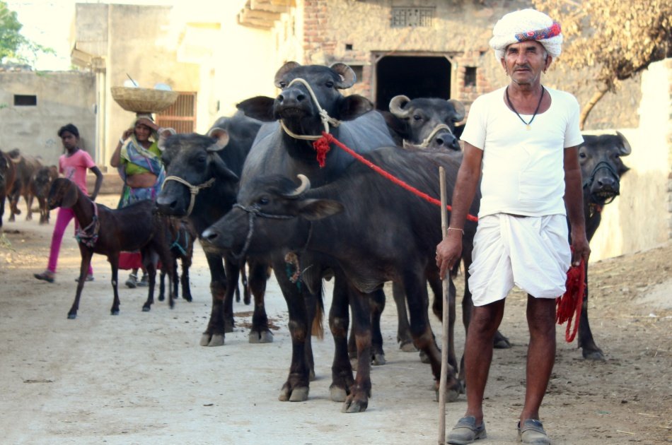 Ekling ji & Nagda Temple with Village Experience...from Udaipur