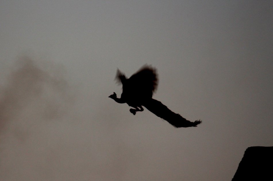 Ekling ji & Nagda Temple with Village Experience...from Udaipur