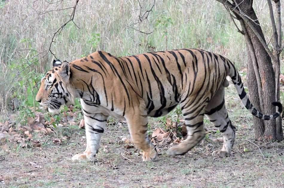 Private 3 Day Ranthambore National Park Tour from Delhi
