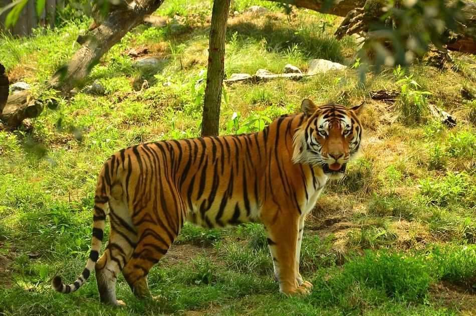 Private 3 Day Ranthambore National Park Tour from Delhi