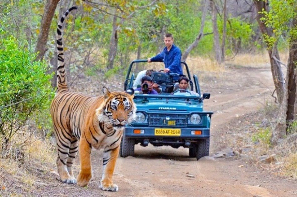 Private Day Tour Of Kumbhalgarh Fort & Wildlife Sanctuary From Udaipur