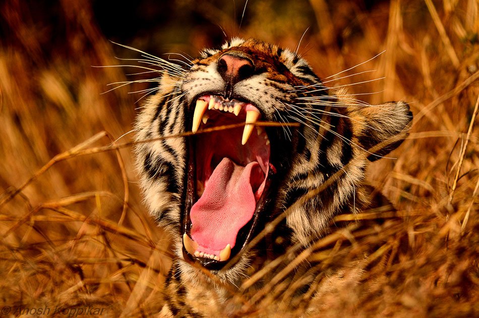 Ranthambhore Tiger Safari Day-Tour from Jaipur