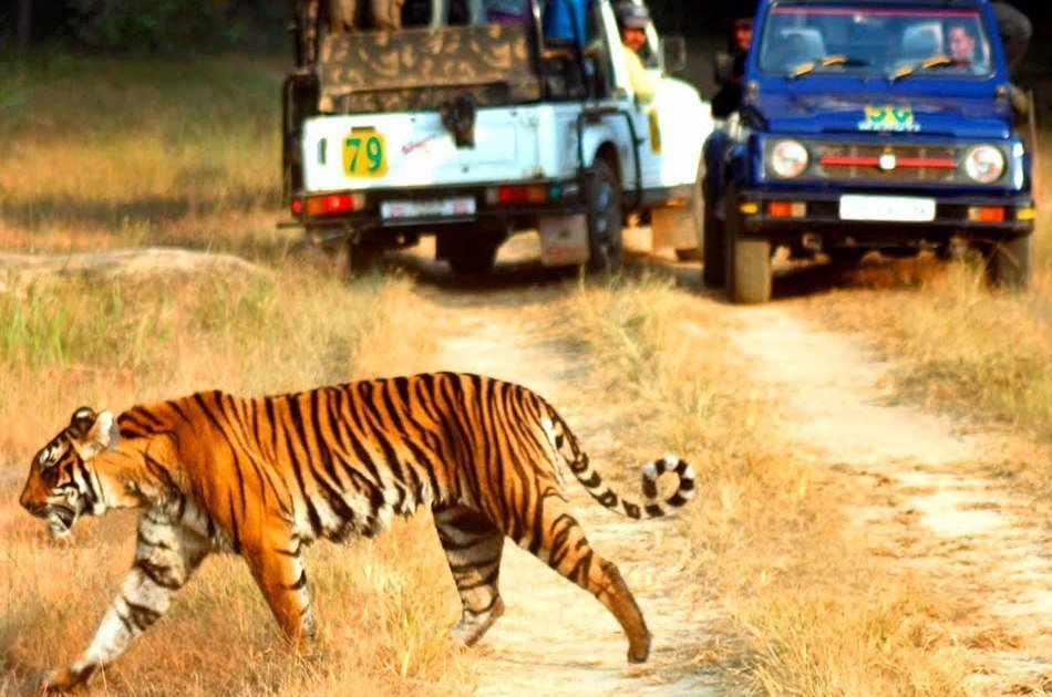 Ranthambhore Tiger Safari Day-Tour from Jaipur