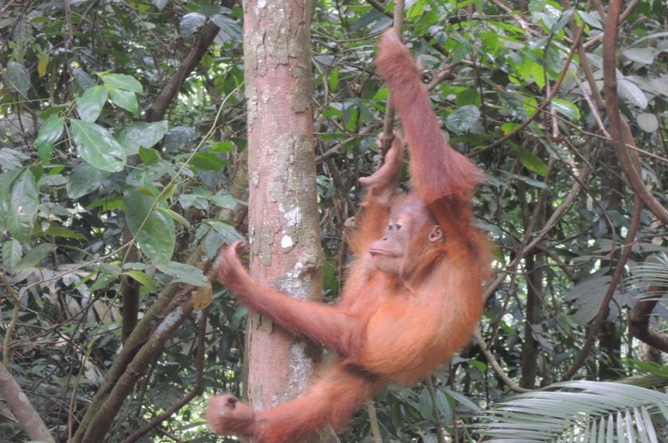3 Days Medan - Bukit Lawang Orangutans Tour