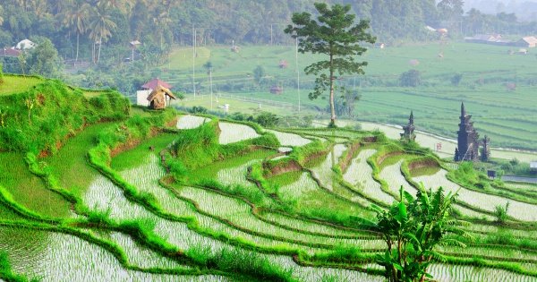 6 Hour Private Tour of Ubud, Monkey Forest, Barong and Rice Terraces With Lunch