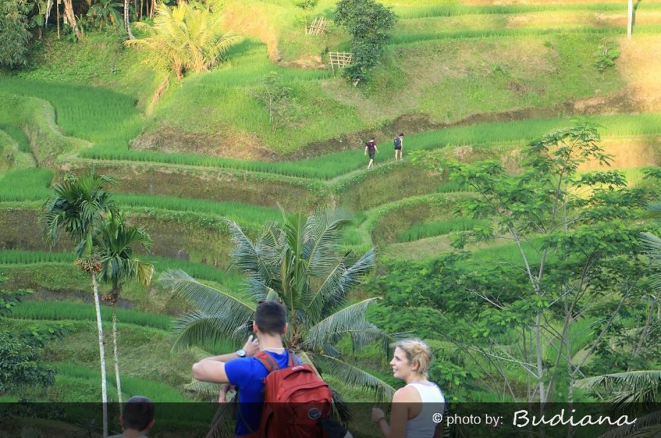 6 Hour Private Tour of Ubud, Monkey Forest, Barong and Rice Terraces With Lunch