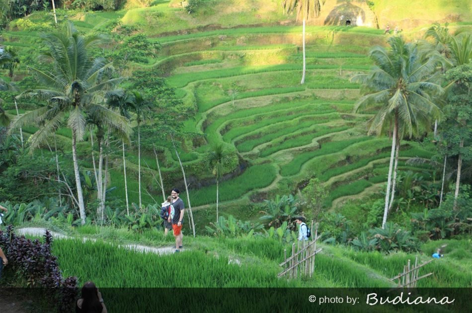 6 Hour Private Tour of Ubud, Monkey Forest, Barong and Rice Terraces With Lunch