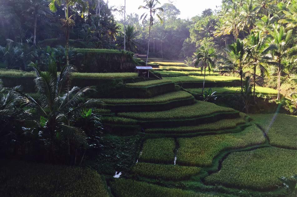 Bali All Inclusive Entrance Ticket Ubud Rice Terraces, Temples & Volcano Group Day Tour