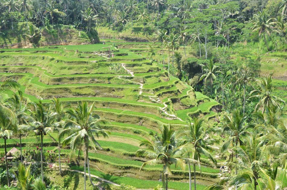 Bali Highlights Private Day Tour