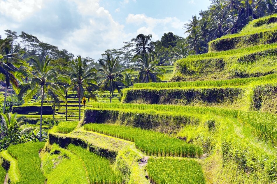 Bali's Mount Batur, Barong Dance, & Penglipuran Village Tour