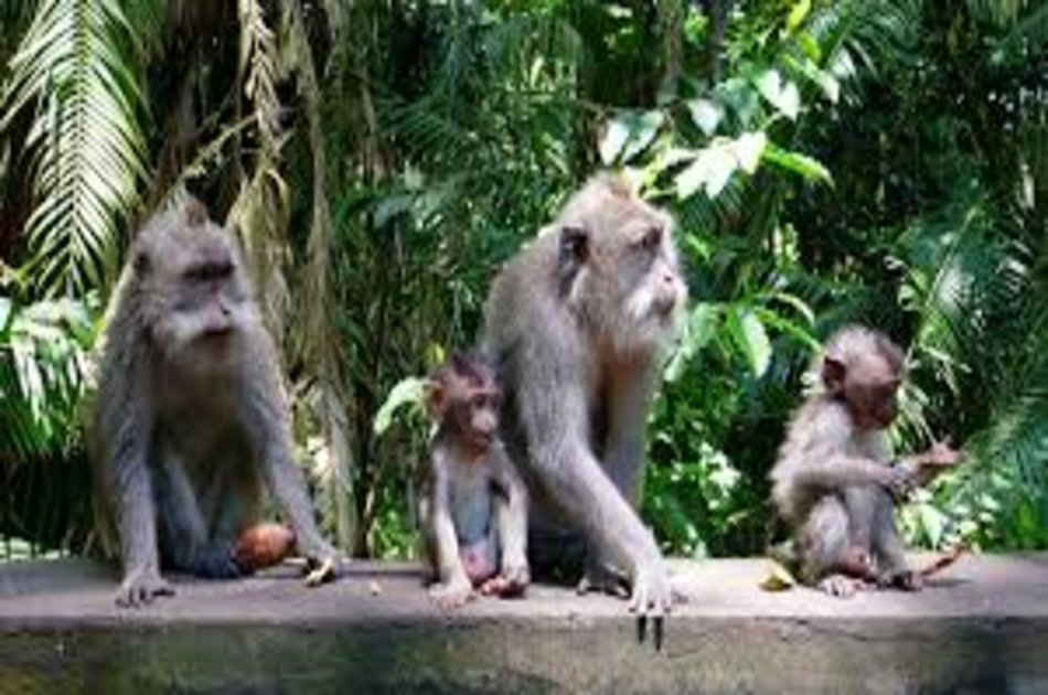 Beautiful Bali Half Day Tanah Lot Tour