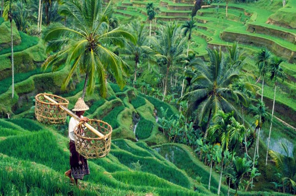 Best of Ubud Private Full-Day Tour: Waterfall, Rice Terraces, Art Villages