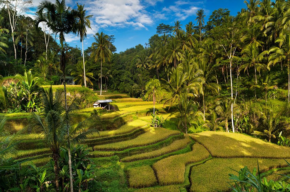Best of Ubud Private Full-Day Tour: Waterfall, Rice Terraces, Art Villages