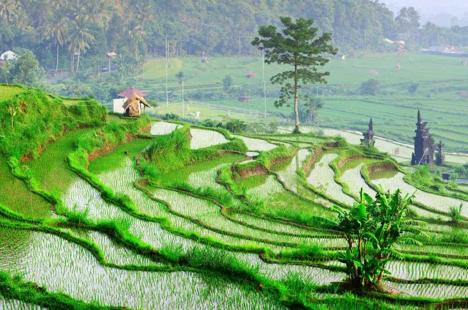 Best of Ubud Private Full-Day Tour: Waterfall, Rice Terraces, Art Villages