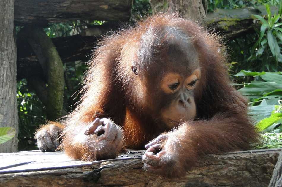 Breakfast With Orangutans