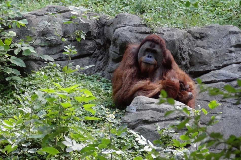 Breakfast With Orangutans