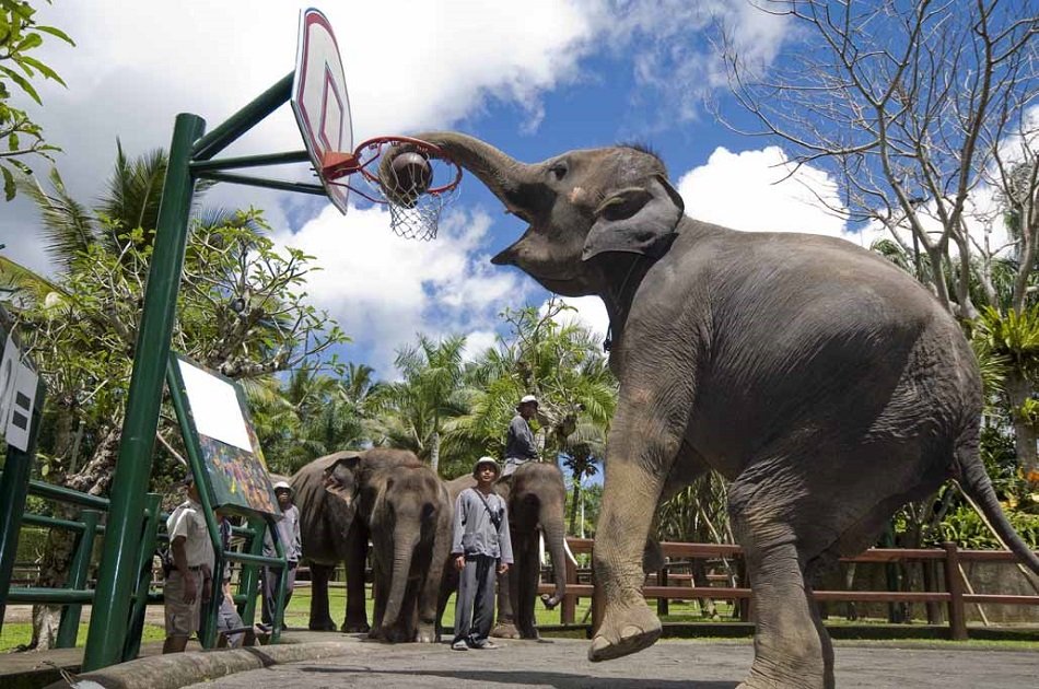 Enjoy a Thrilling Bali Elephant Ride Tour