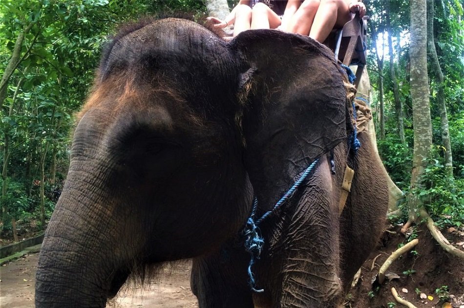 Enjoy a Thrilling Bali Elephant Ride Tour