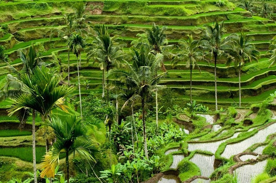 Experience Beautiful Ubud in Bali on a Private Full Day Tour with Driver