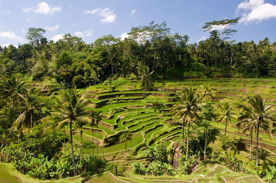 Experience Beautiful Ubud in Bali on a Private Full Day Tour with Driver