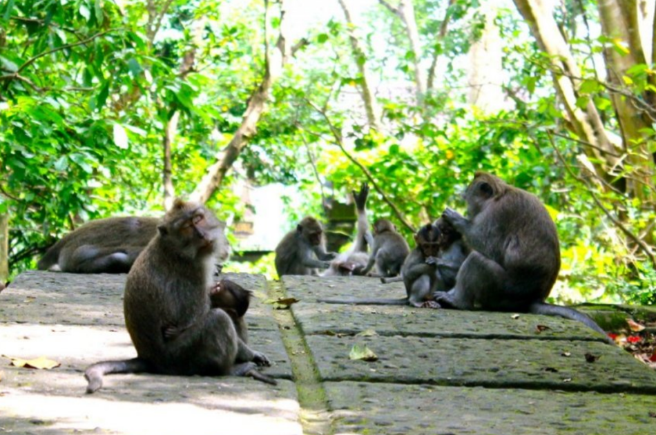 Full Day Private Tour Kintamani - Ubud - Tegenungan (Buffet Lunch in Kintamani)