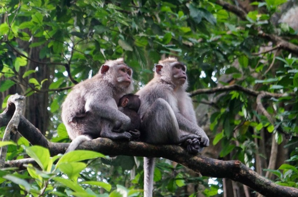 Full Day Private Tour Kintamani - Ubud - Tegenungan (Buffet Lunch in Kintamani)
