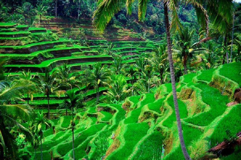 Kintamani, Ubud  & Tegenungan Waterfall Private Tour