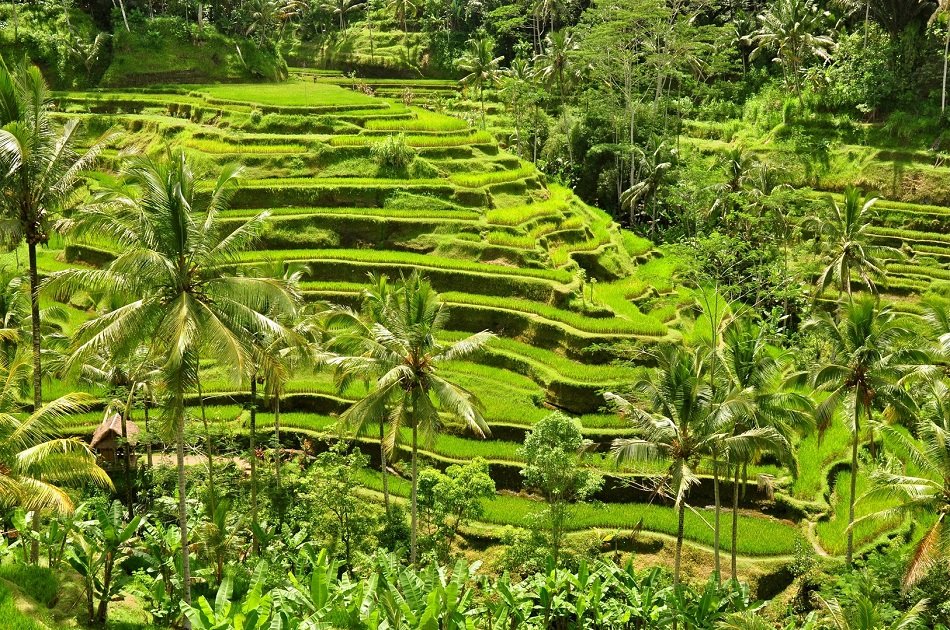 Kintamani, Ubud  & Tegenungan Waterfall Private Tour