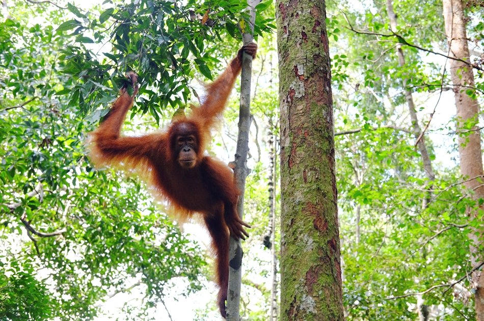 North Sumatran Orangutan and Jungle Trekking